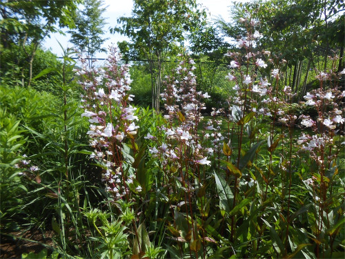 DSCN2719.jpg