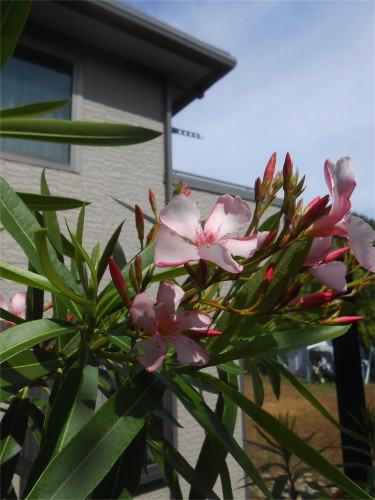 DSCN2720.jpg