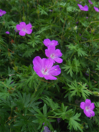 DSCN2735.jpg