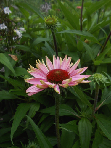 DSCN2737.jpg