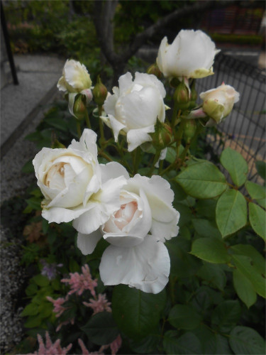 DSCN2741.jpg