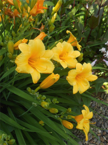 DSCN2755.jpg