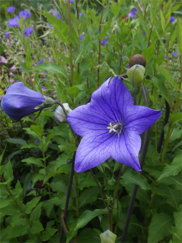DSCN2766.jpg