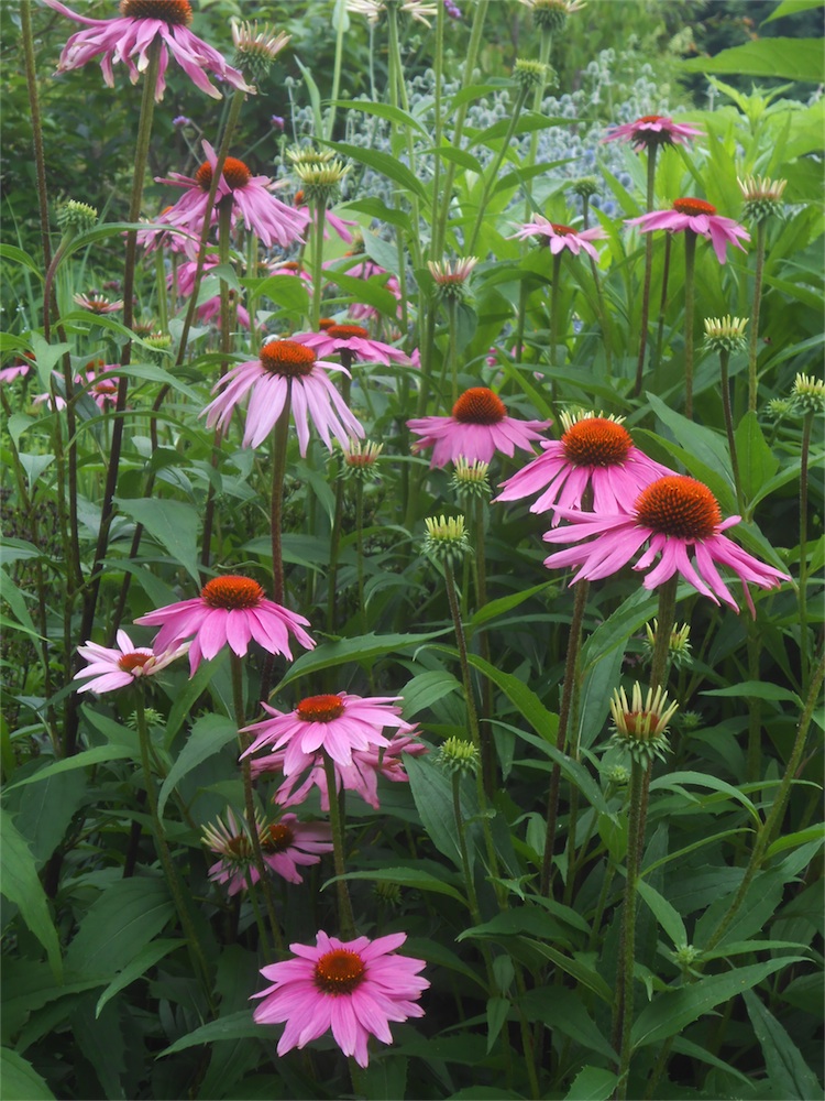 DSCN2845.jpg
