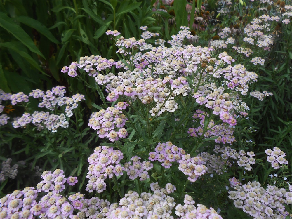 DSCN2942.jpg