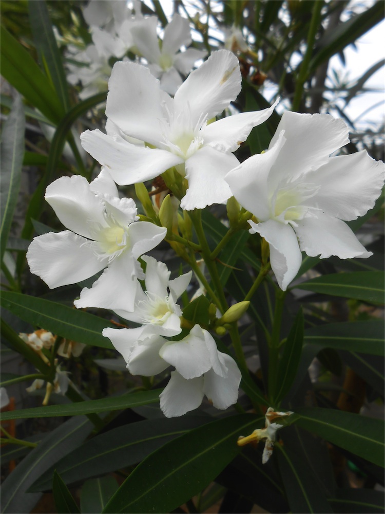 DSCN2936.jpg
