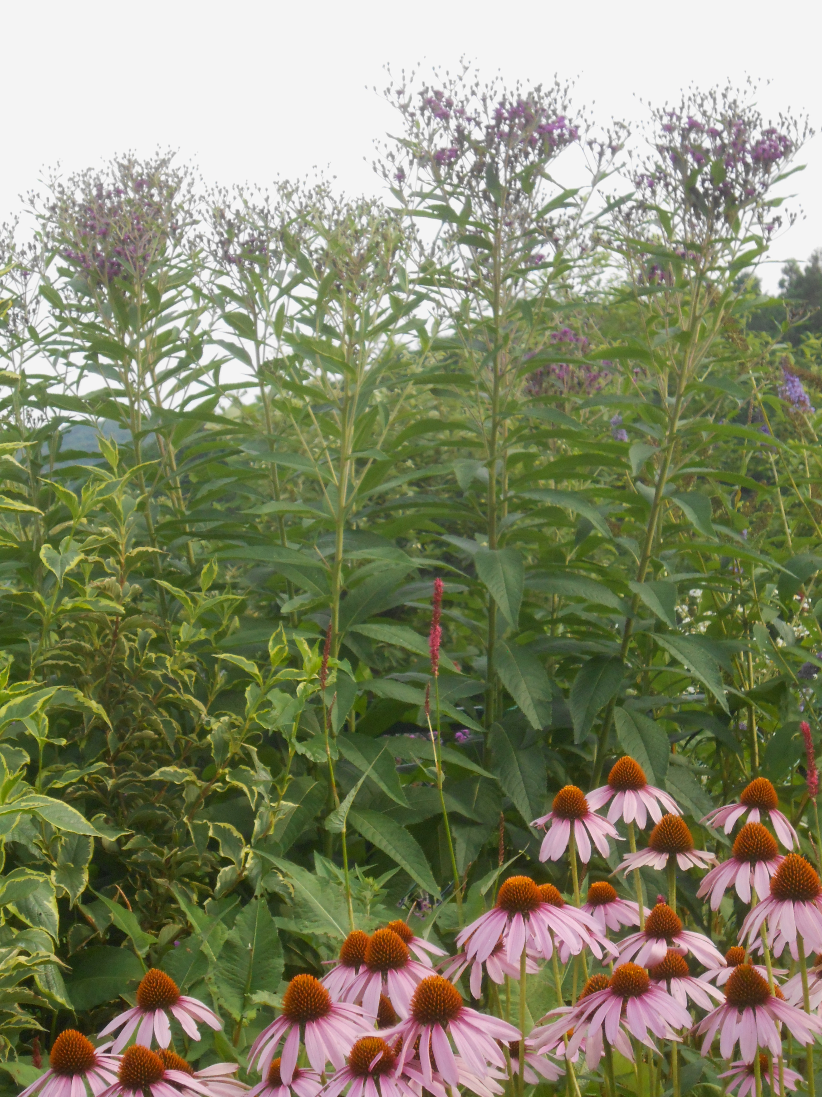 DSCN2934.JPG