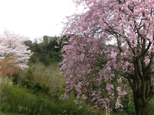 しだれ桜と新緑の山