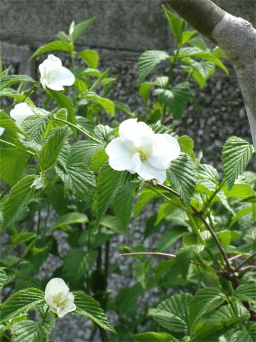 100_0803.jpg