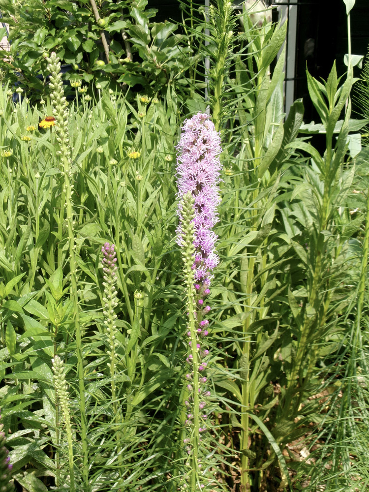 100_1050.JPG