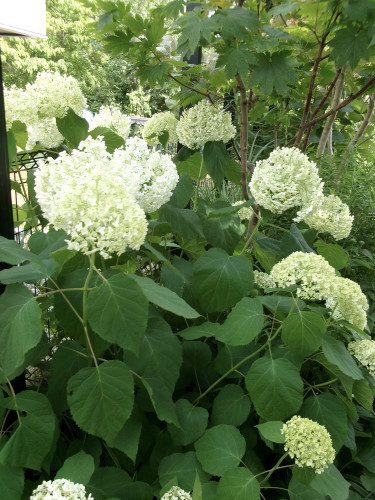 100_1054.JPG