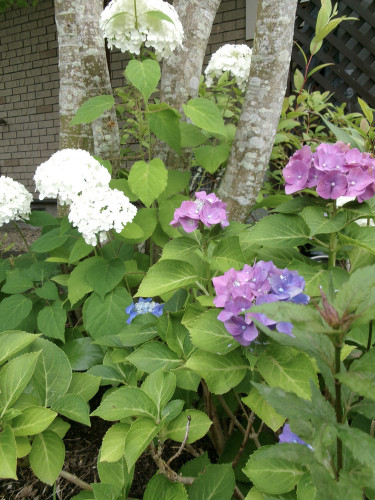 100_1077.JPG