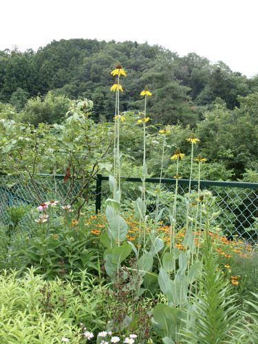 100_1084.JPG