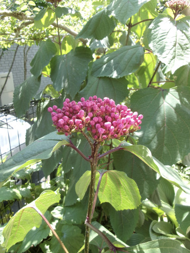 100_1091.JPG