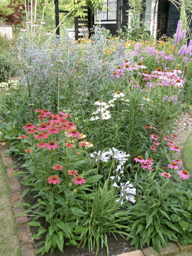 七月上旬の花壇