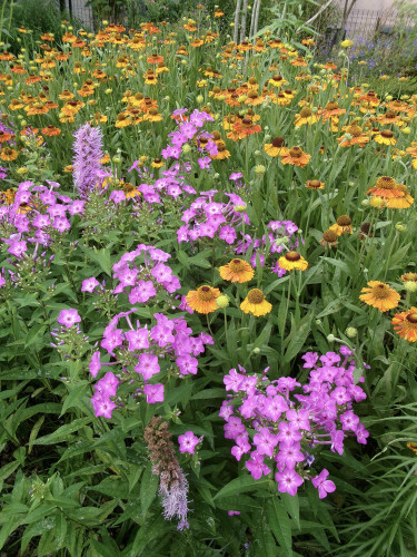 七月上旬の花壇