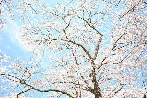 DSC_0016 - コピー.JPG