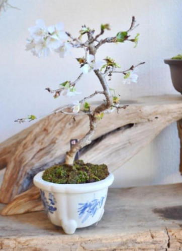 十月桜-1blog.jpg