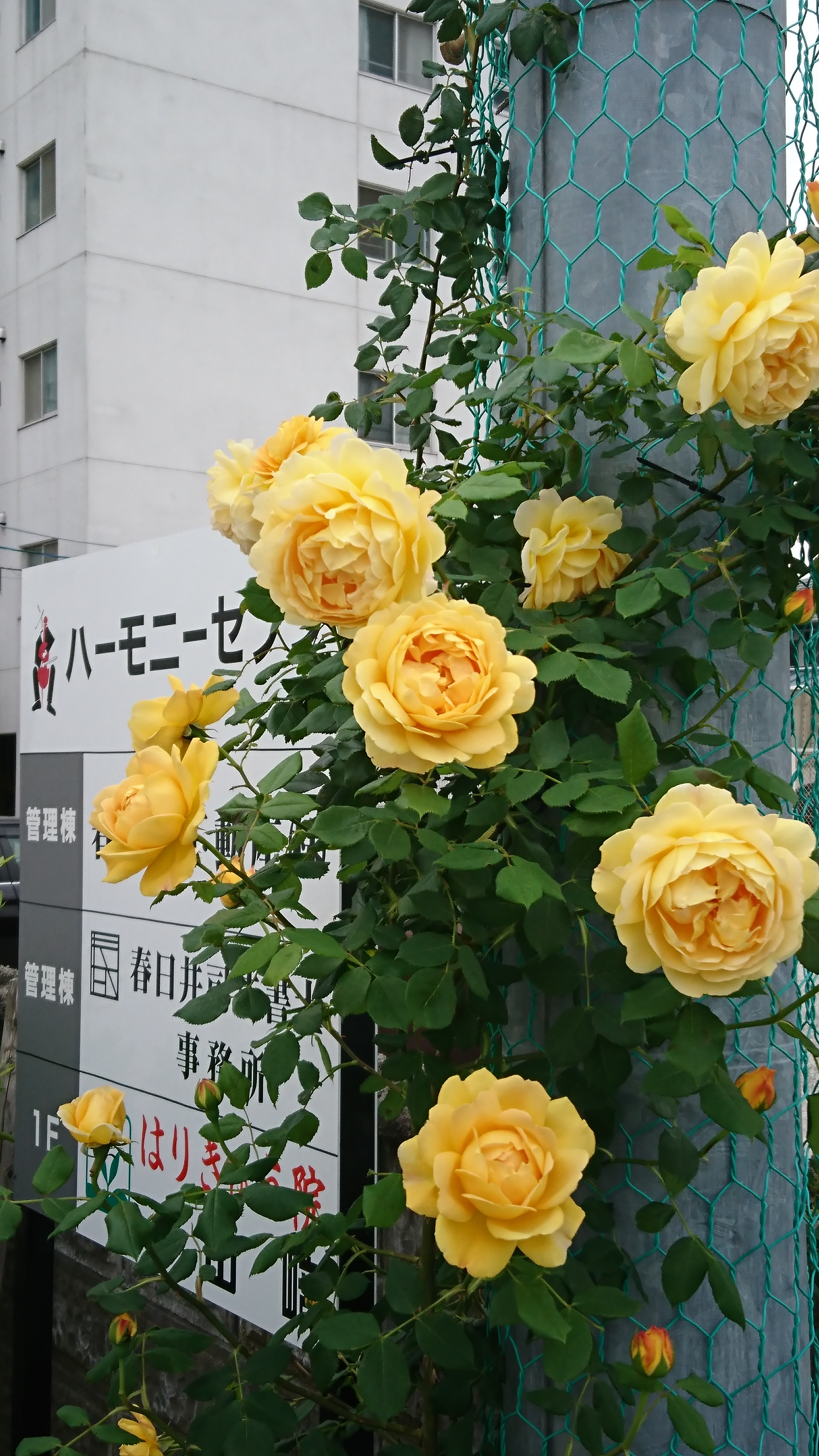 看板代わりの黄色のバラ