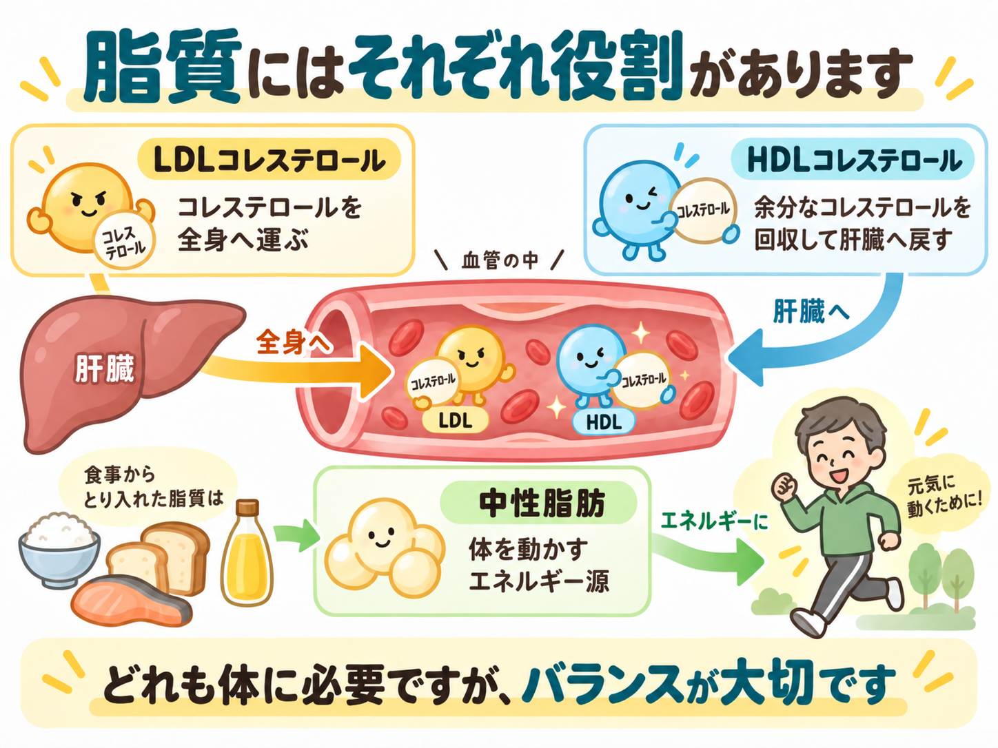 脂質にはそれぞれ役割があります