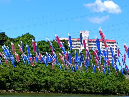 令和8年　5月　「鯉のぼり見学(*