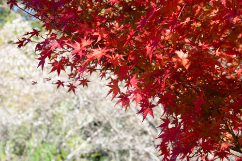 10月のひとこと