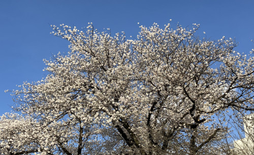 ３月のひとこと