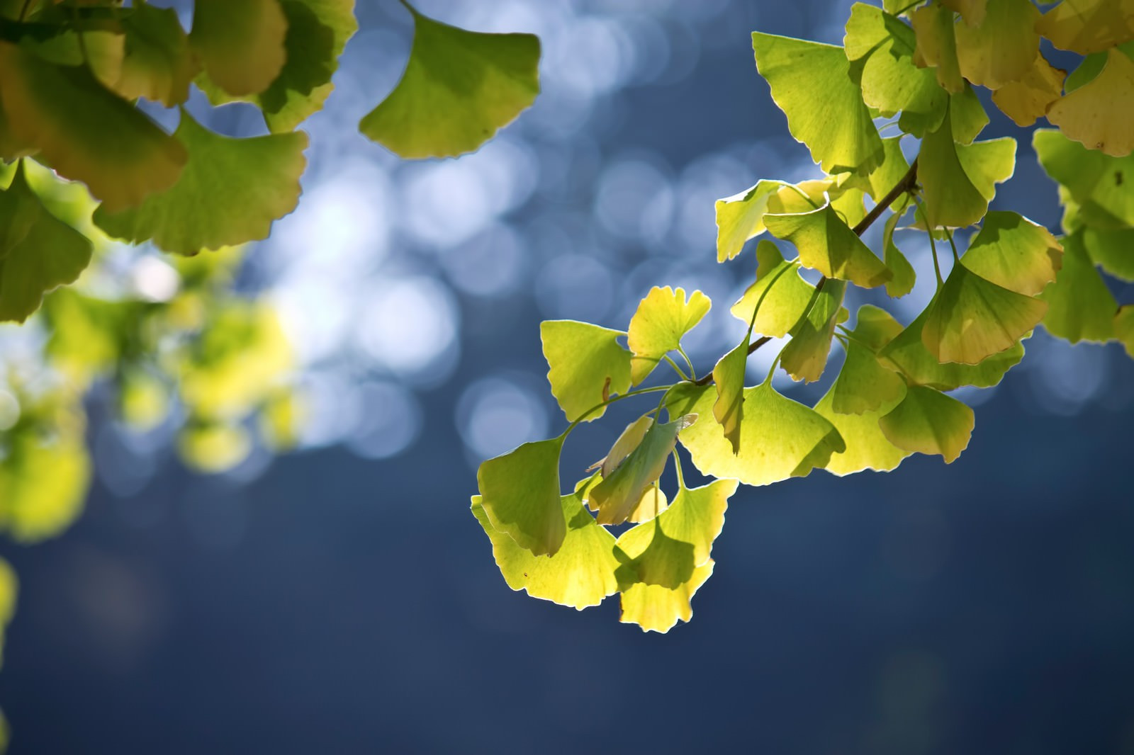 集中力アップ、感情コントロール、生産性向上、ストレス軽減、心身の休息に役立つ超越瞑想のテクニック