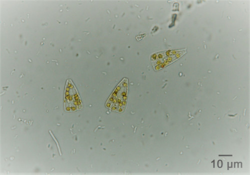 Licmophora sp① (002).jpg