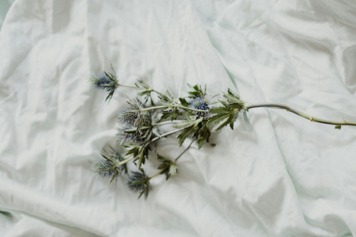 「媚薬に使われた植物たち」（ブログを更新しました）