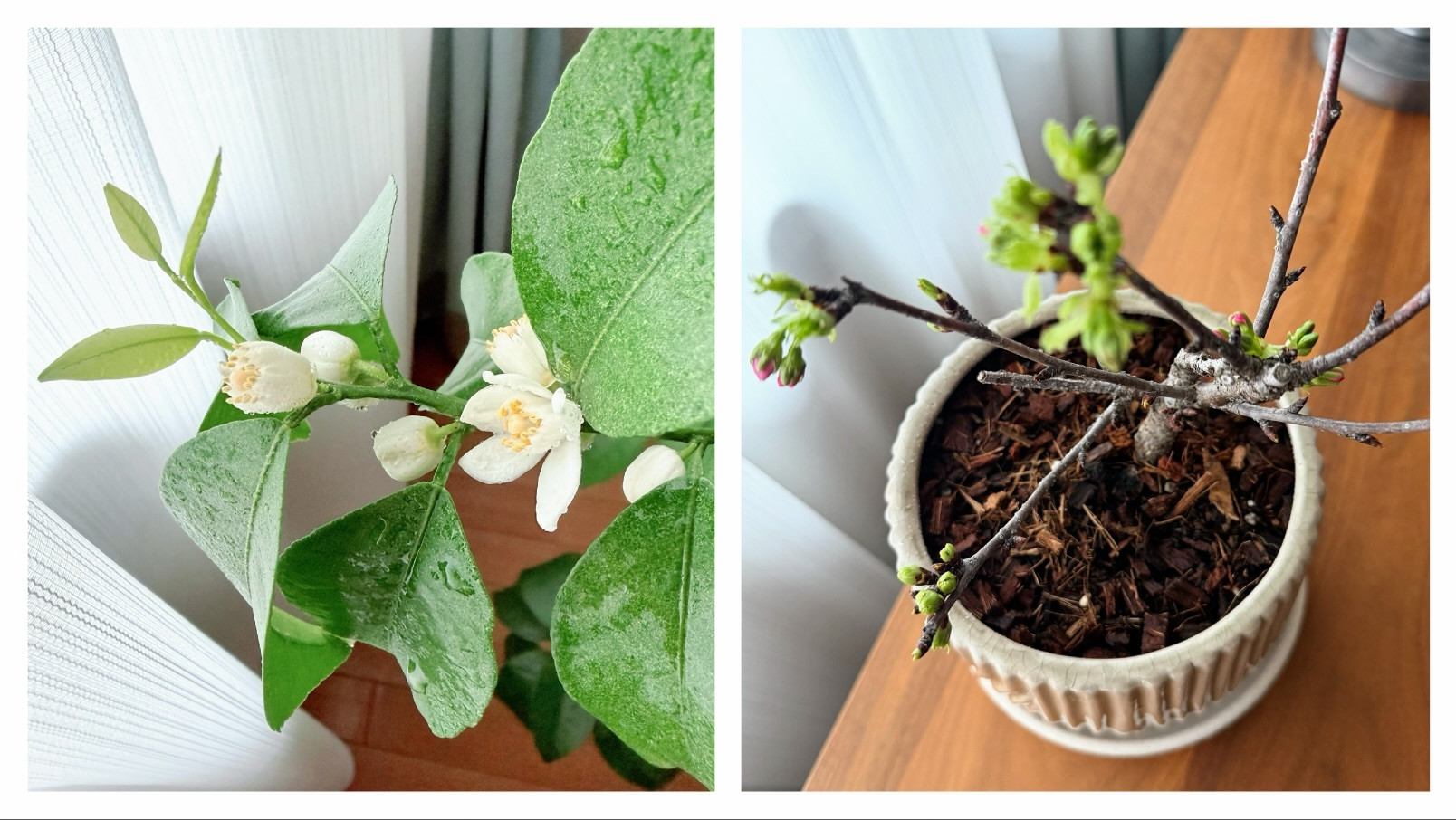 ささやかではりますが、サロンお花見を楽しんでいただけたら嬉しいです