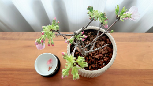 ささやかではりますが、サロンお花見を楽しんでいただけたら嬉しいです