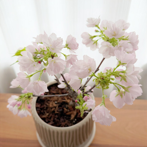 サロンお花見を終了させていだきました