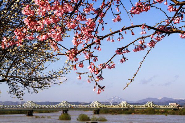 S入選桜 咲く頃甲田晴章.jpg