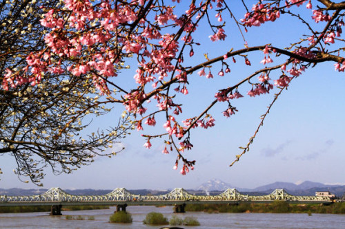 S入選桜 咲く頃甲田晴章.jpg
