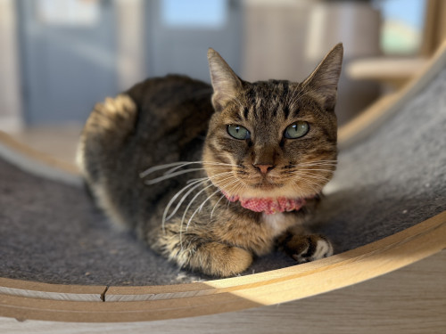 サボンちゃん正式譲渡