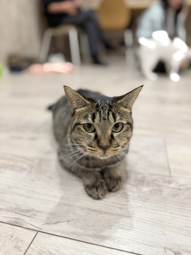 ぷりんちゃん正式譲渡