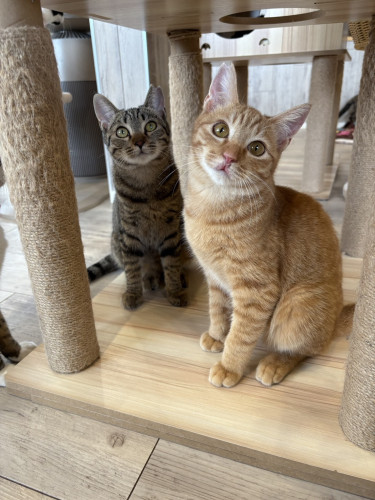 福くん、幸ちゃん正式譲渡