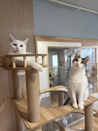 ゆめちゃん、カノンちゃん正式譲渡