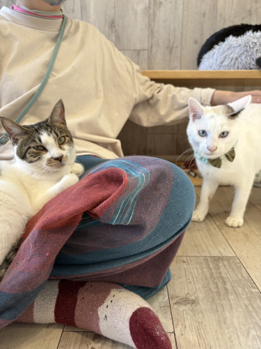 にたくん、バジルちゃん正式譲渡