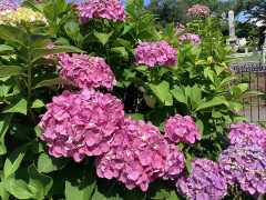 IMG_0979.jpeg