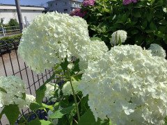 IMG_0981.jpeg