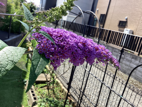 IMG_0993.jpeg