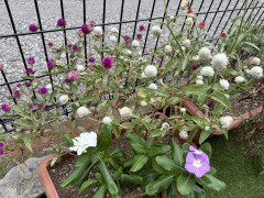 IMG_1983.jpeg