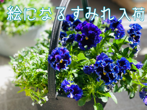 E44A2936-5BFC-41F0-AB37-B3A5C5E9050A.jpeg