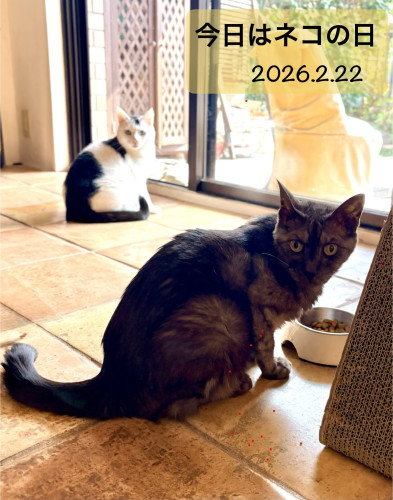 2/22 ねこのひにゃ