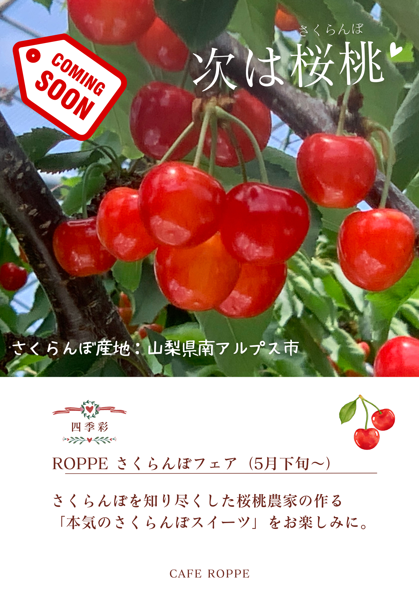 桜桃フェア.png