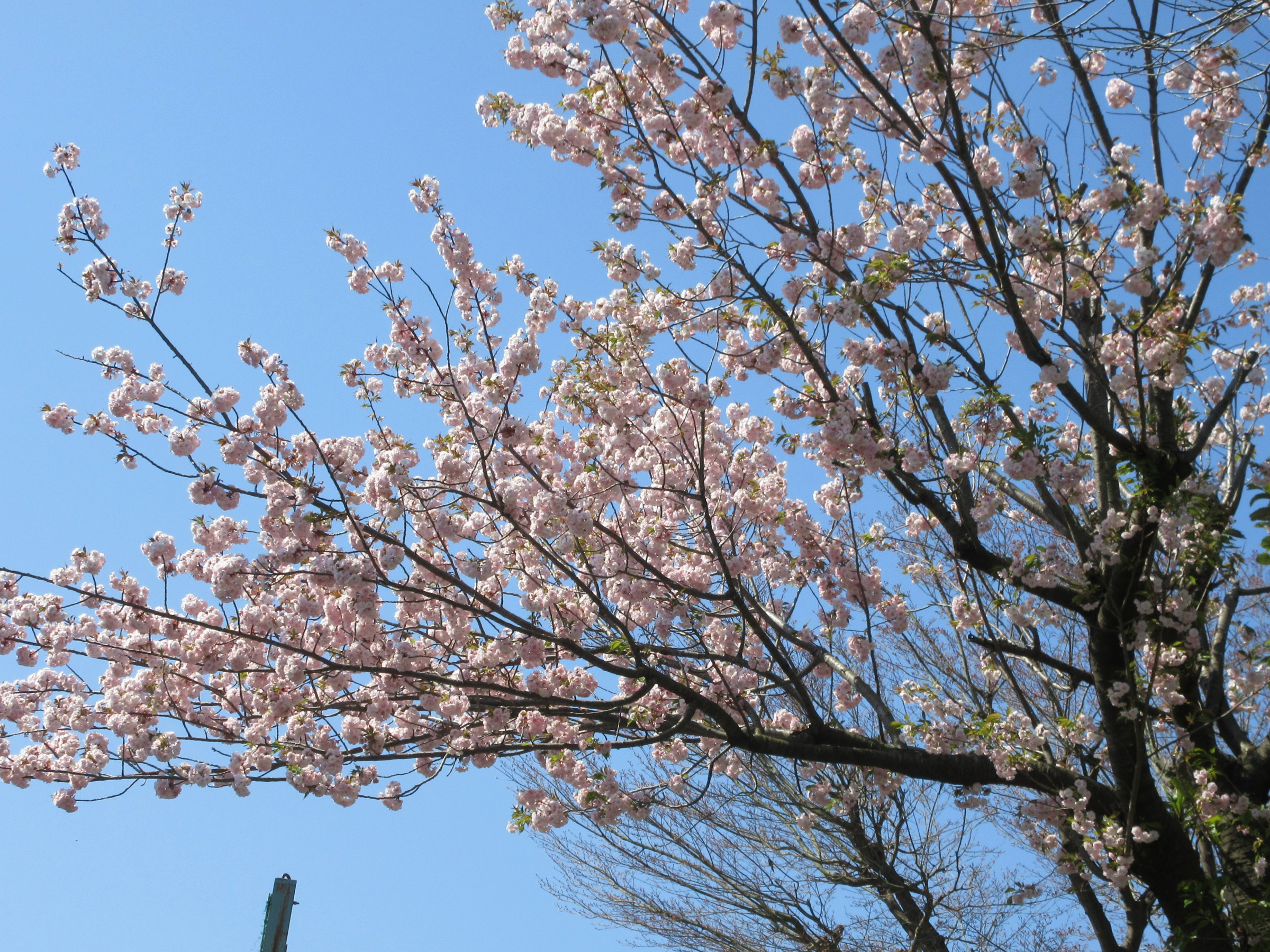 春は桜がお出迎え🌸