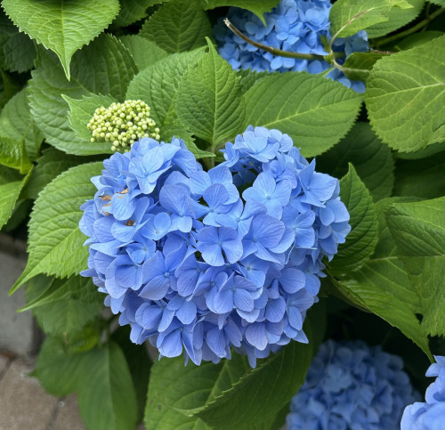 IMG_1378.jpeg