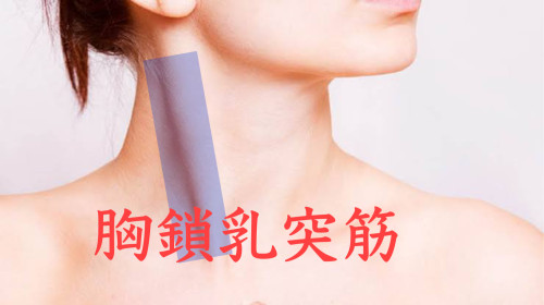 首を緩めるために胸鎖乳突筋の大切さ